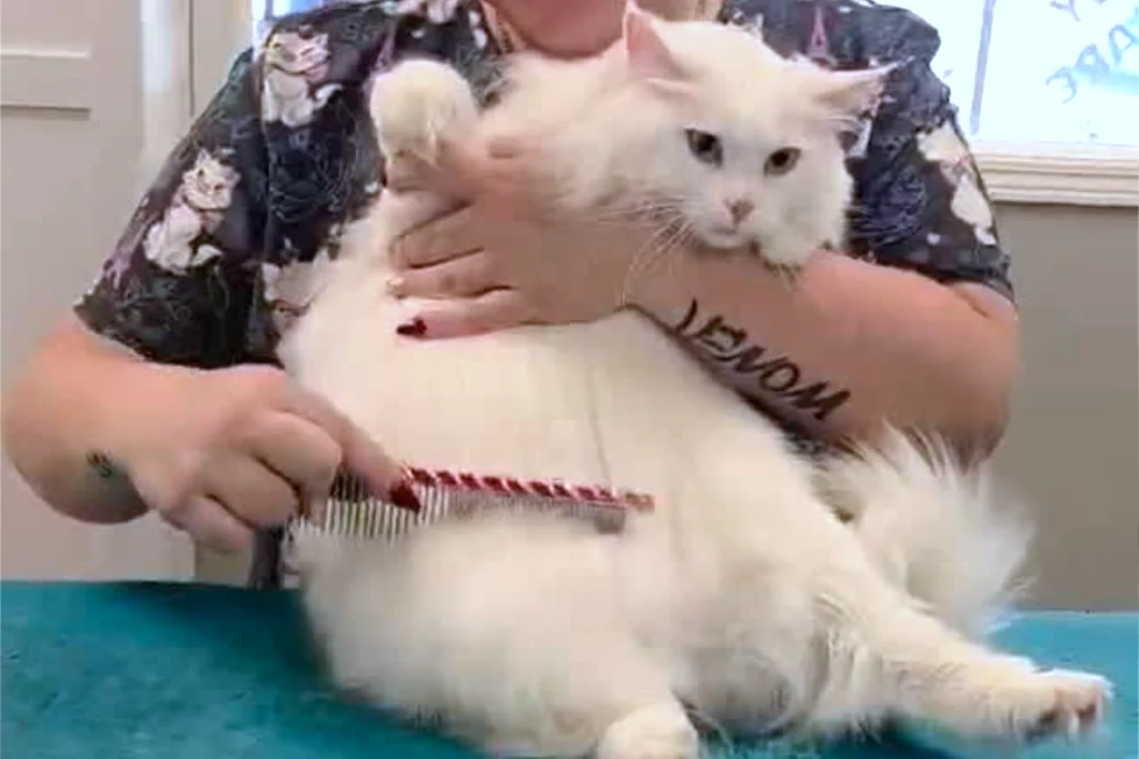 Cat Grooming Matting