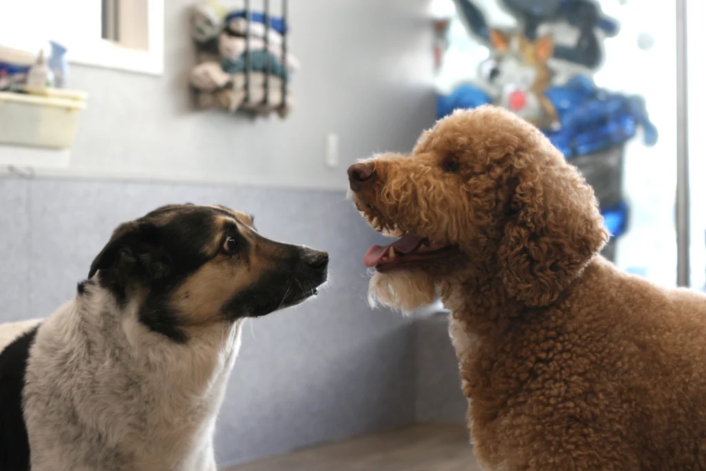 Dog Day Care