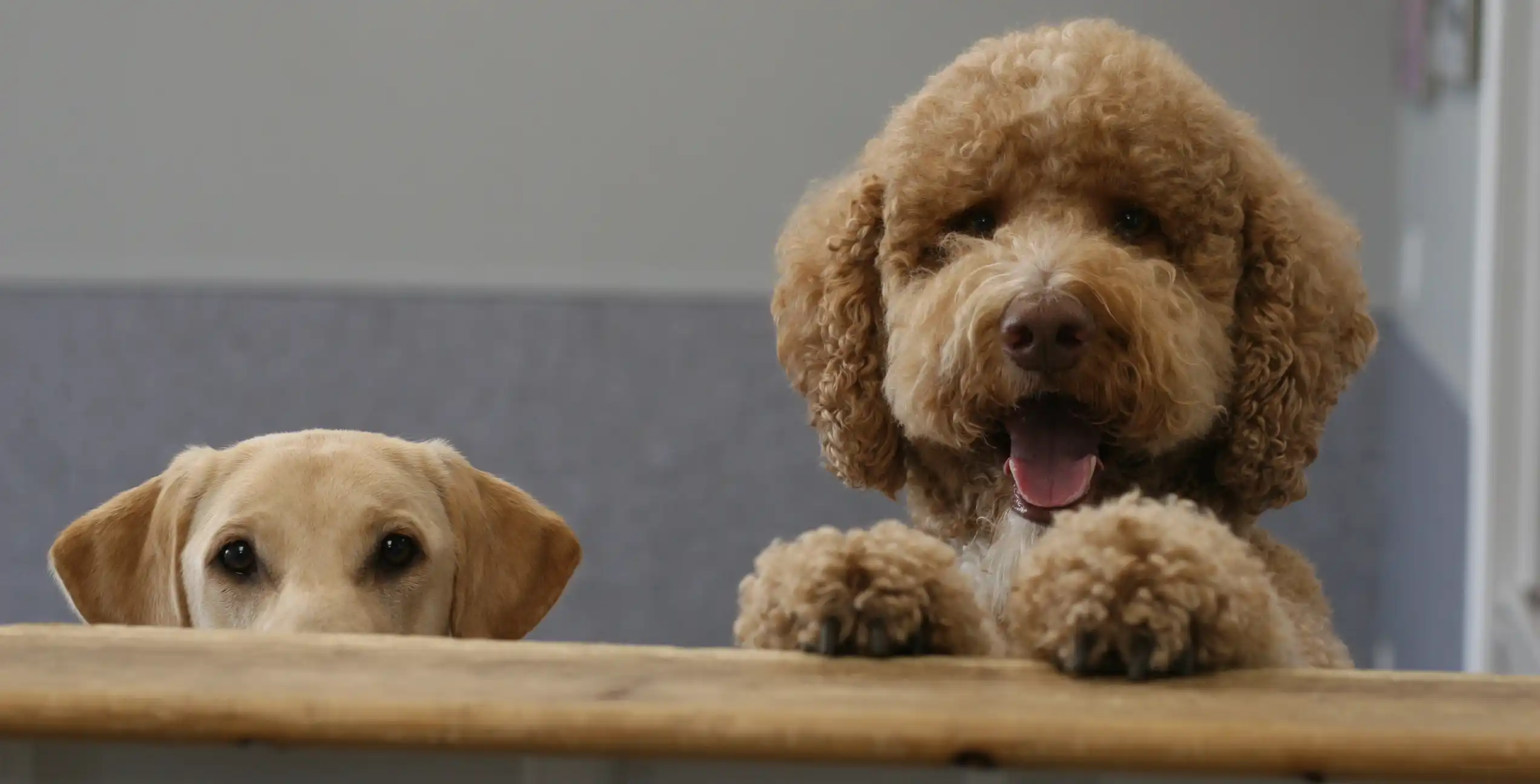 dog-grooming-home